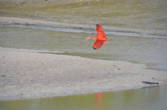 O incrível guará-vermelho, na Fortalezinha, na região de Algodoal - PA